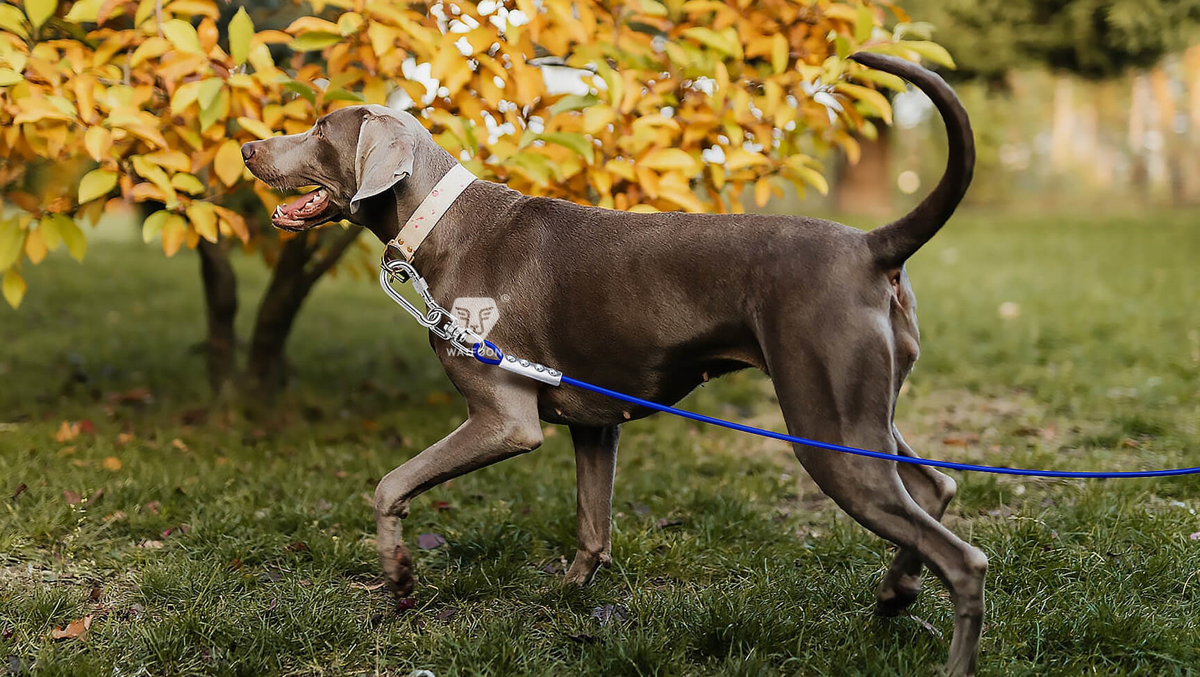 Tie Out Cable for Large Dogs2