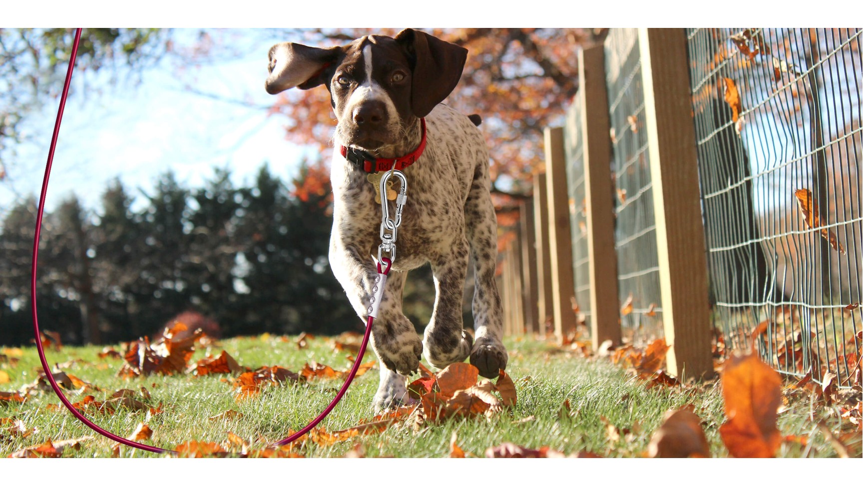 Tie Out Cable for Large Dogs1